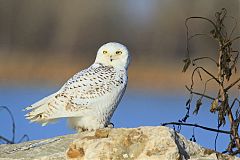 Snowy Owl